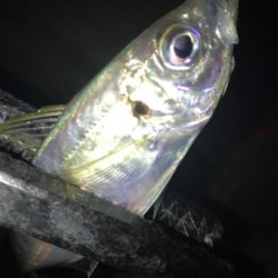 連夜のアジング