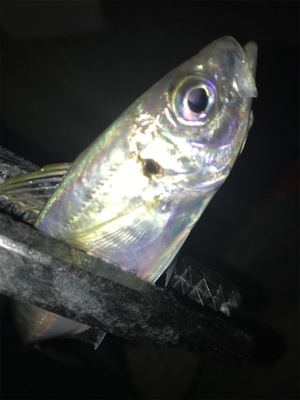 連夜のアジング