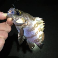 明石のメバルいい感じ