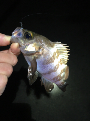 明石のメバルいい感じ