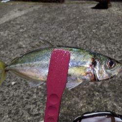 真夜中のアジング