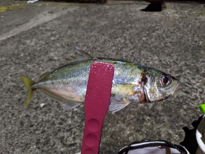 真夜中のアジング