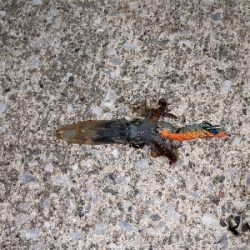 ヒイカとカマス