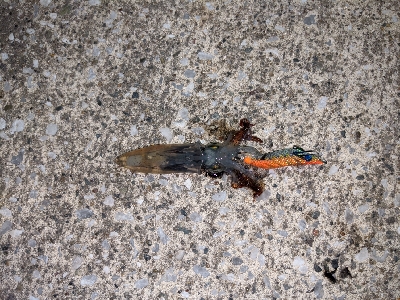 ヒイカとカマス