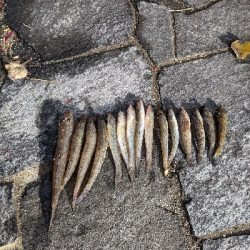 ハゼメバル釣りました