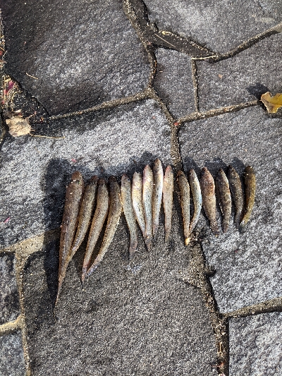 ハゼメバル釣りました