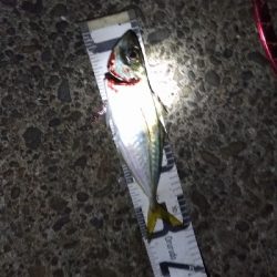 11/1釣果尺アジ小アジ