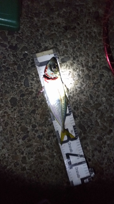 11/1釣果尺アジ小アジ