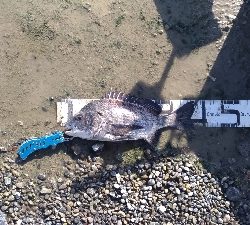 11/3釣果尺アジタチウオチヌサバグレ