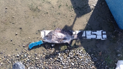 11/3釣果尺アジタチウオチヌサバグレ