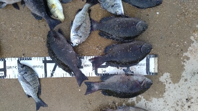 11/8釣果タチウオ14本グレ14枚チヌ10枚アイゴサバデカアジ