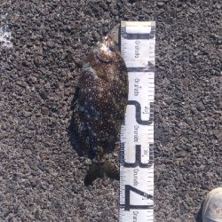 11/15釣果尺アジ連れました！