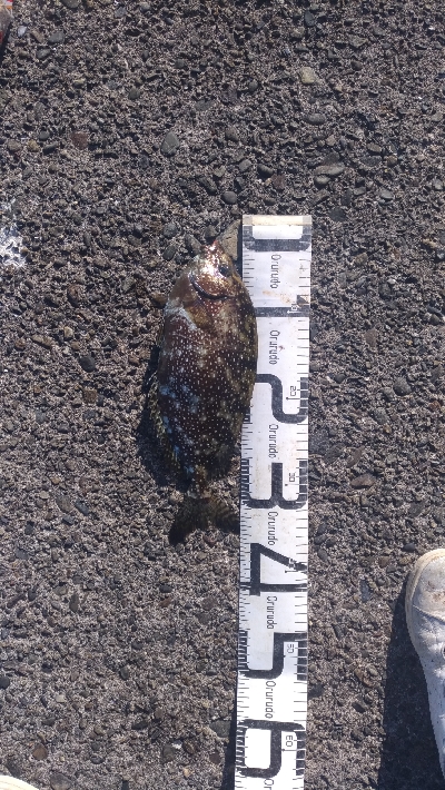 11/15釣果尺アジ連れました！