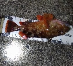 11/22釣果尺アジ小アジめちゃくちゃ釣れました!