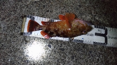 11/22釣果尺アジ小アジめちゃくちゃ釣れました!