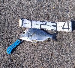 11/29釣果尺アジヘダイアオリイカ