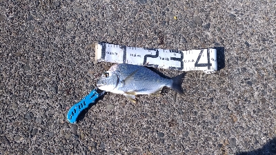 11/29釣果尺アジヘダイアオリイカ