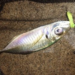 ジグ単アジング