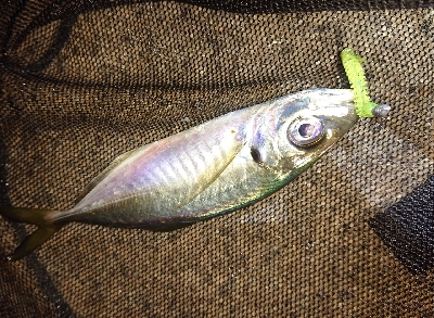 ジグ単アジング