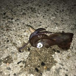 ライトエギング