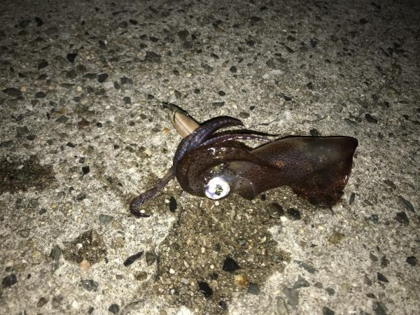 ライトエギング