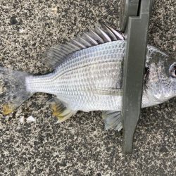 デイライトゲーム