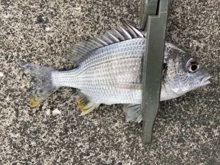 デイライトゲーム