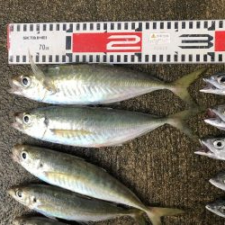 アジ釣り⑩