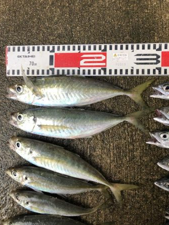 アジ釣り⑩
