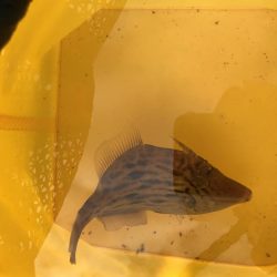 うみけむしの乱