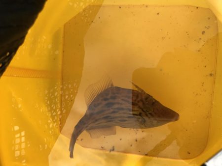 うみけむしの乱