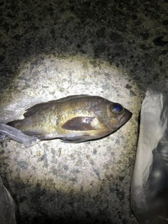 洲本港でタチウオ釣り