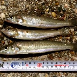 満開 カレイの花