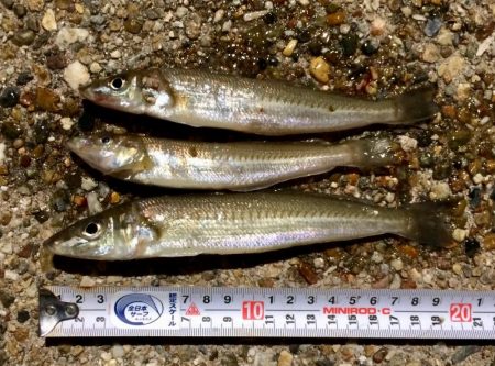 満開 カレイの花