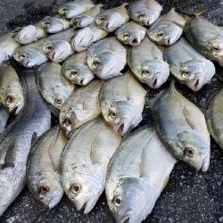 またまたメッキ狙い