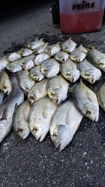 またまたメッキ狙い