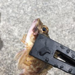 ファミリーフィッシング5