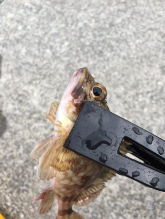 ファミリーフィッシング5