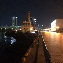 アジが釣りたくて