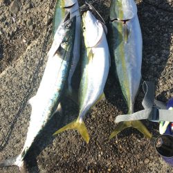 アジングからのショアジギ