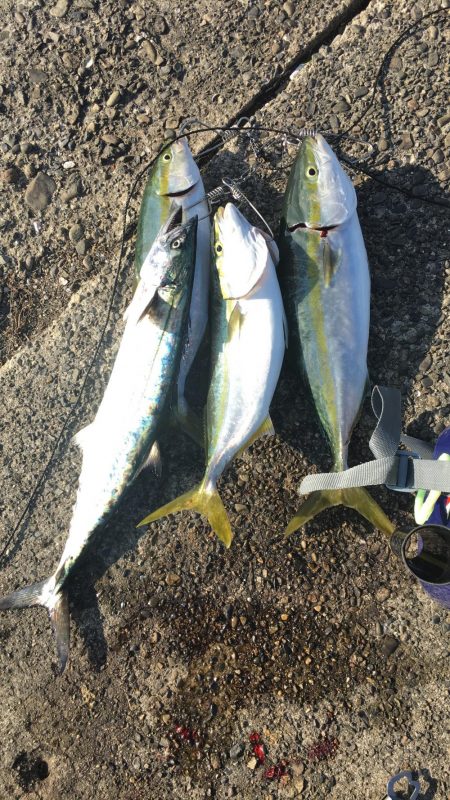 アジングからのショアジギ