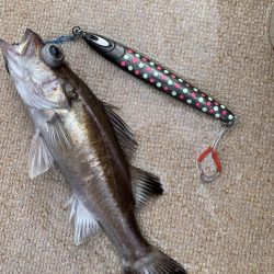 丹後沖ジギング