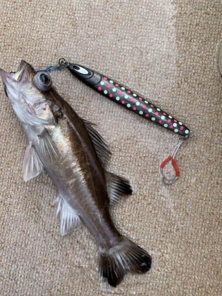 丹後沖ジギング