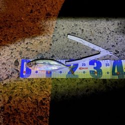 広島からアジを求めて