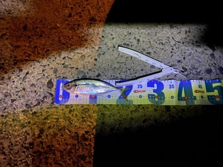 広島からアジを求めて