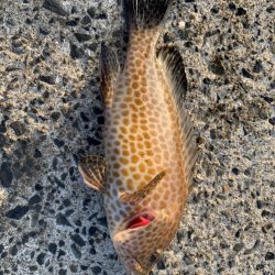 連休のアジング