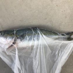 サヨリパターンのシーバス