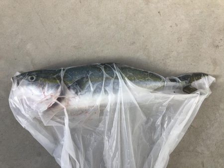 サヨリパターンのシーバス