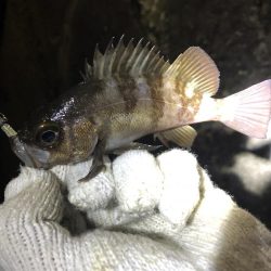 シーバスとアジング