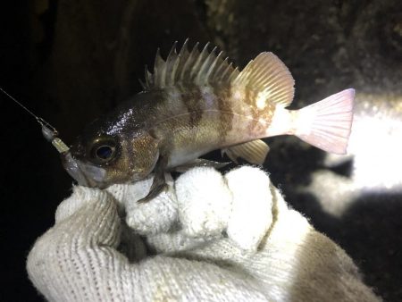 シーバスとアジング